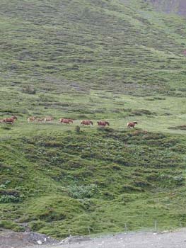 21d_PUY_DE_LA_CASA_PFERDE