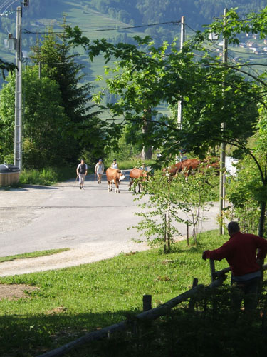 025_braune_strassenblockierer