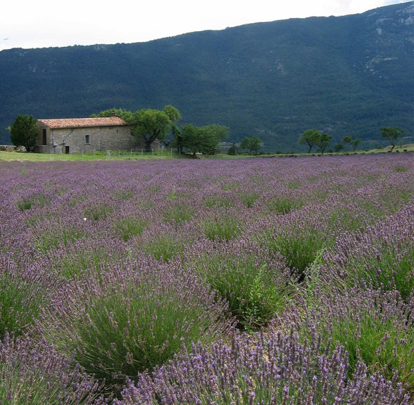 0065z6_Grand_Canyon_Du_Verdon_Lavendel_by_Flickr